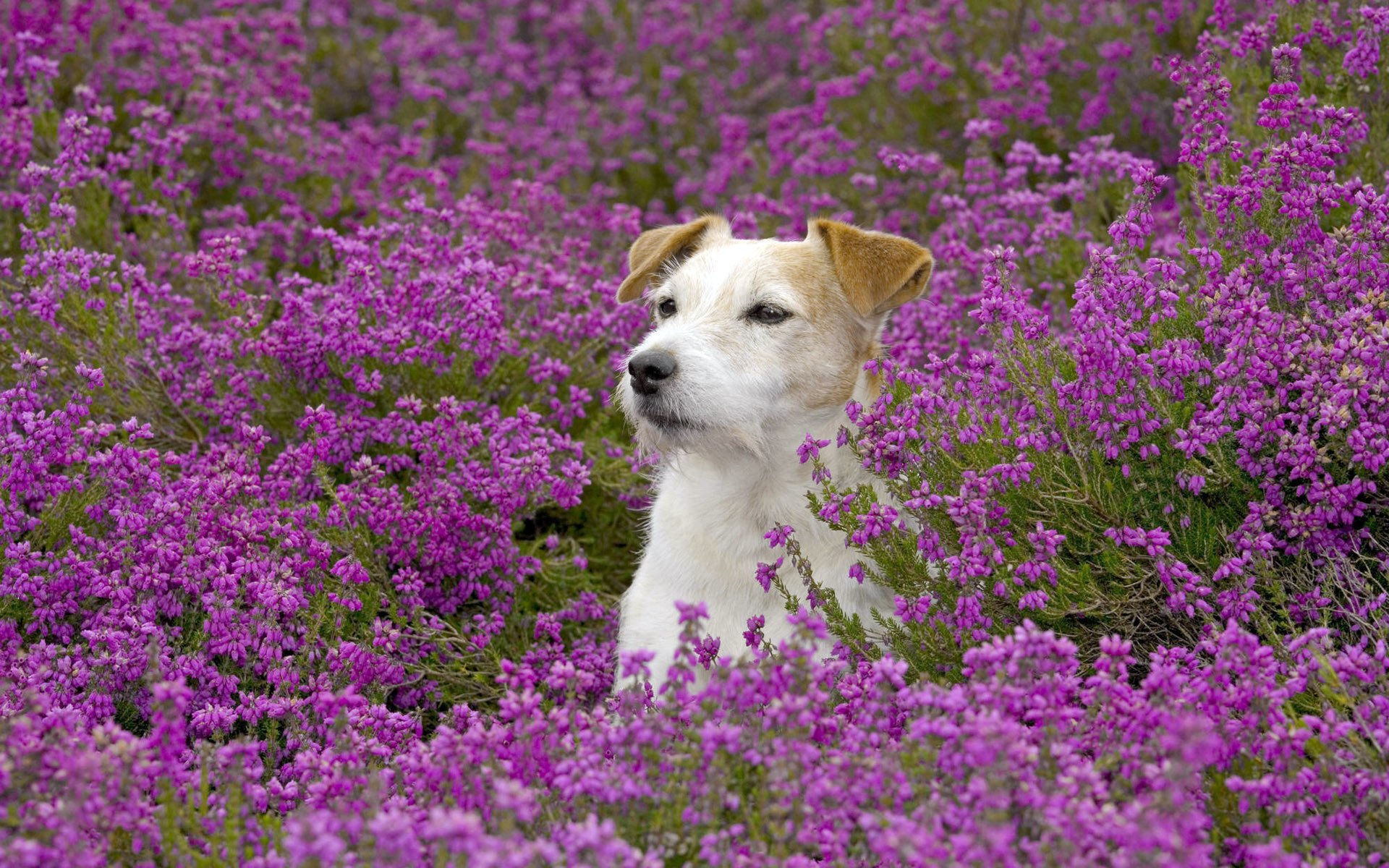 the field flower