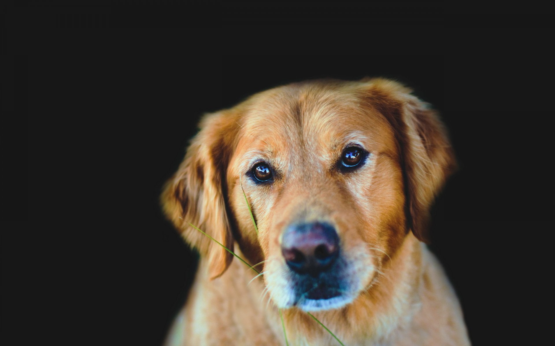 cane sguardo amico