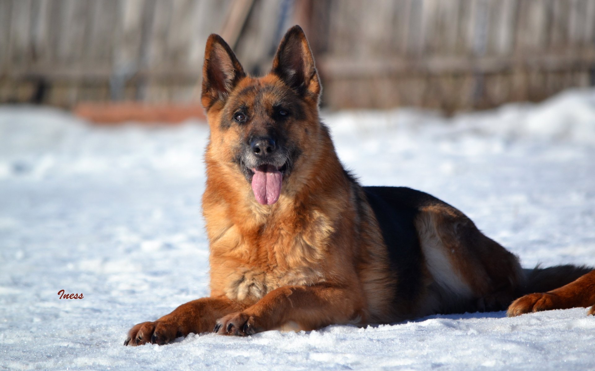 chien regard ami