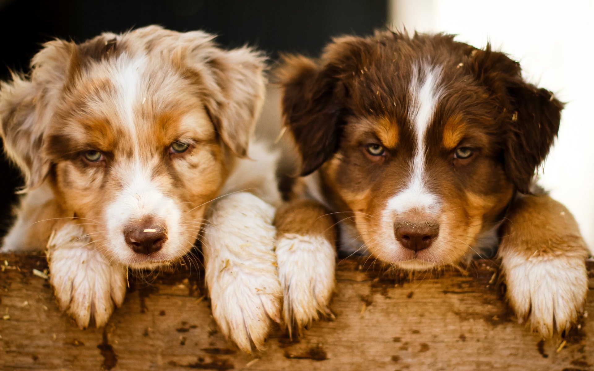 hunde welpen hintergrund