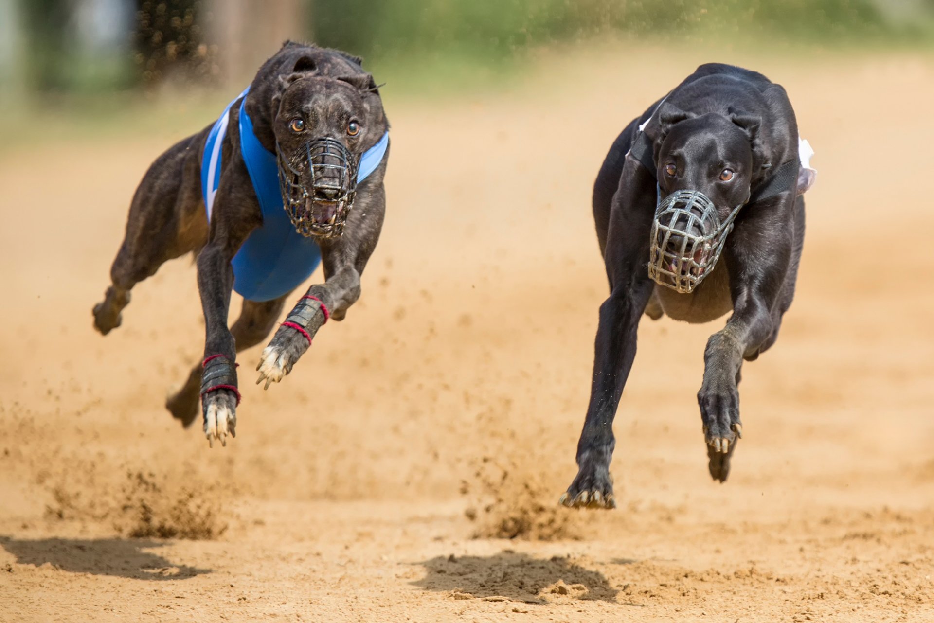 deux chiens muselières course