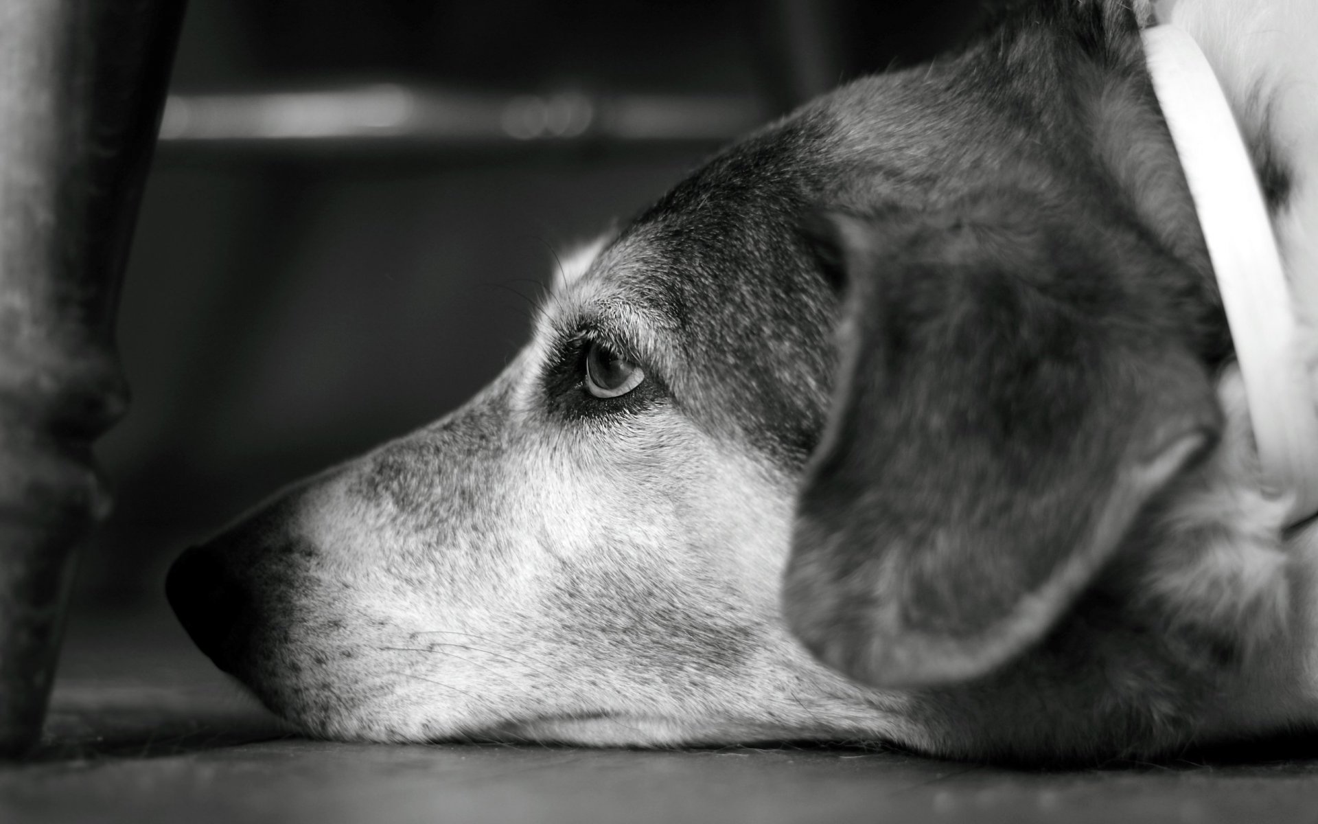 chien vue bokeh n / w b&w 2560x1600