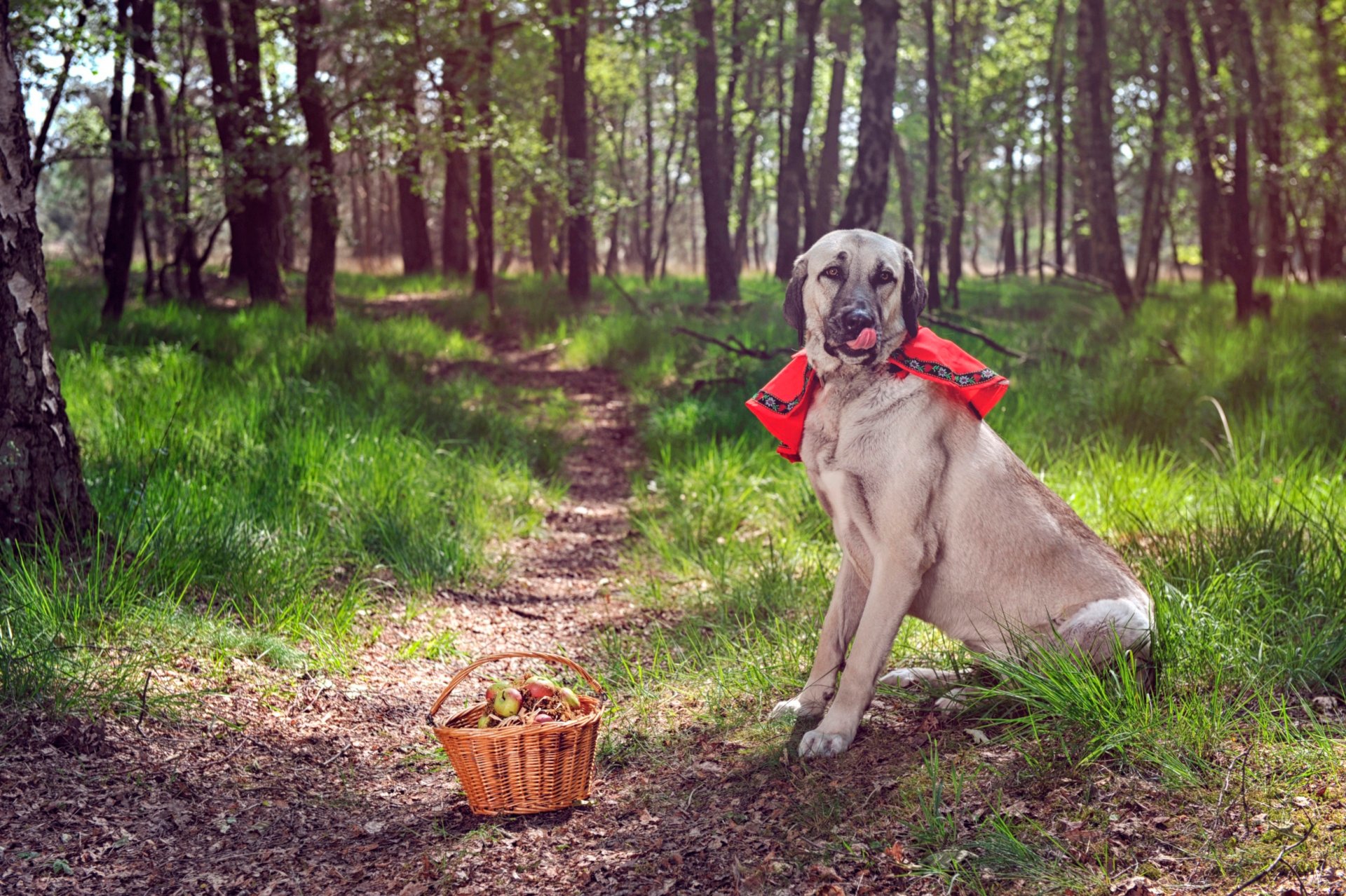 foresta sentiero cane cestino