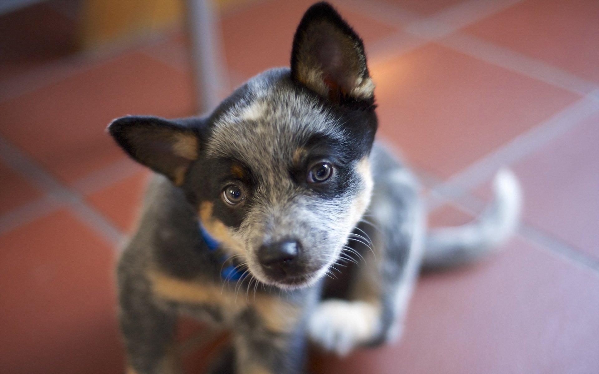 dog view other australian cattle dog