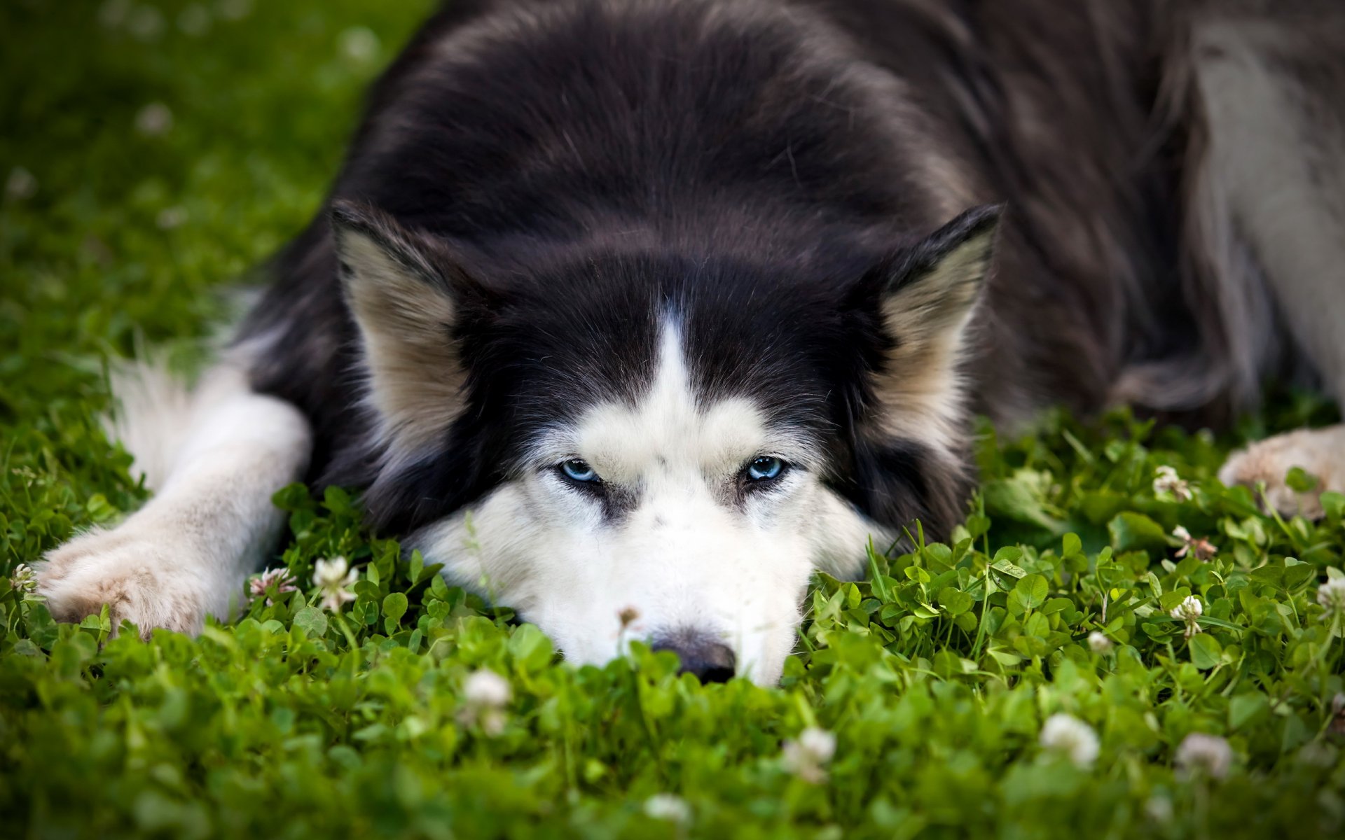 chien regard ami