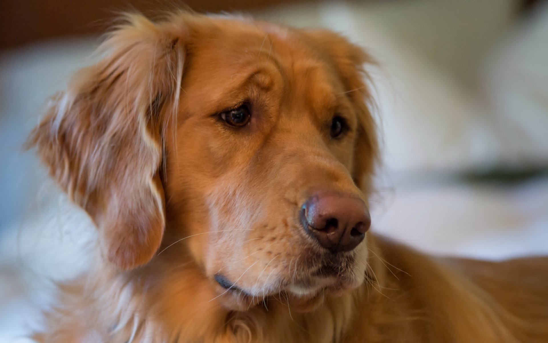 perro amigo mirada