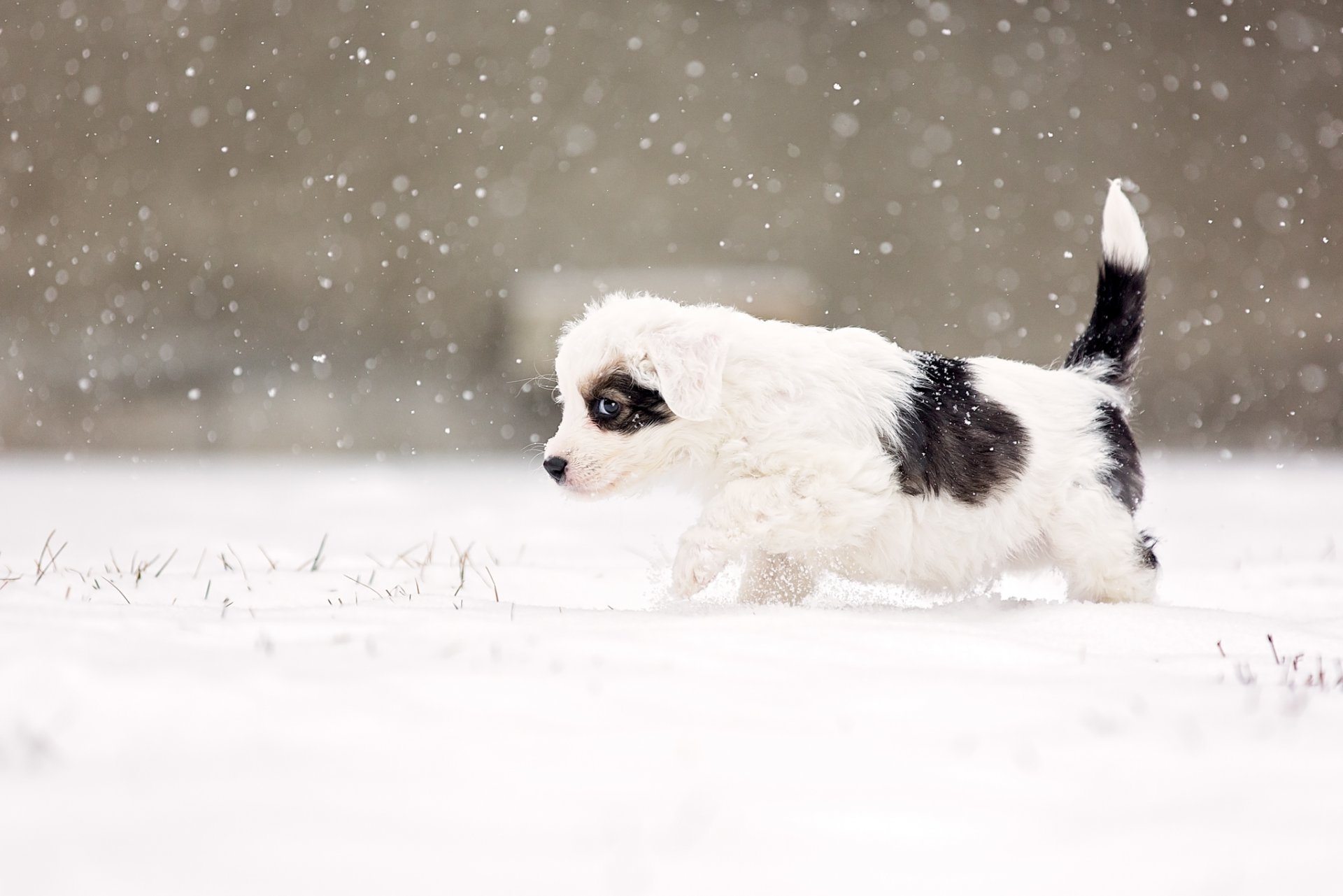 cane occhio sospetto avviso neve