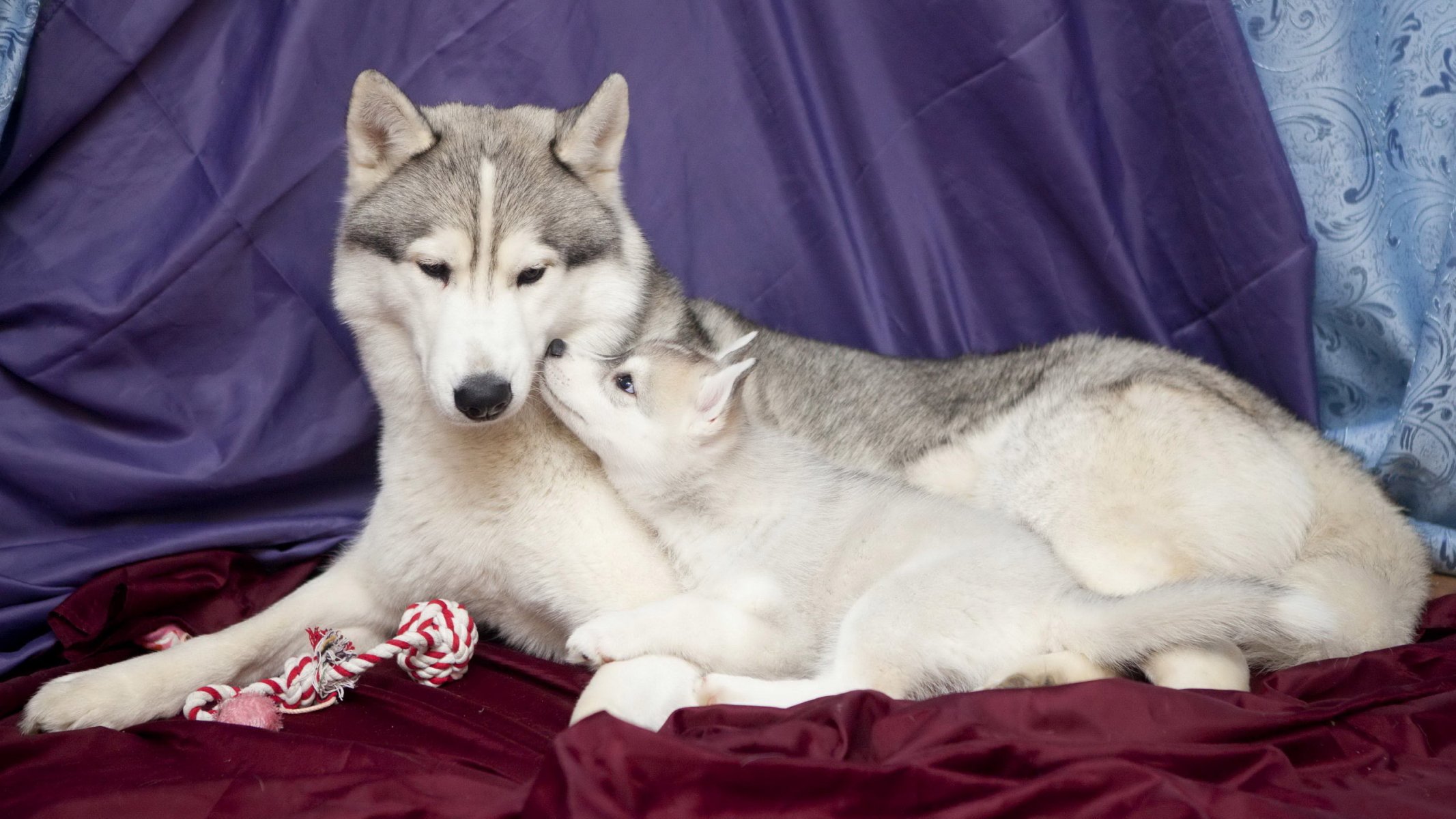 chien chiot huskies mensonge