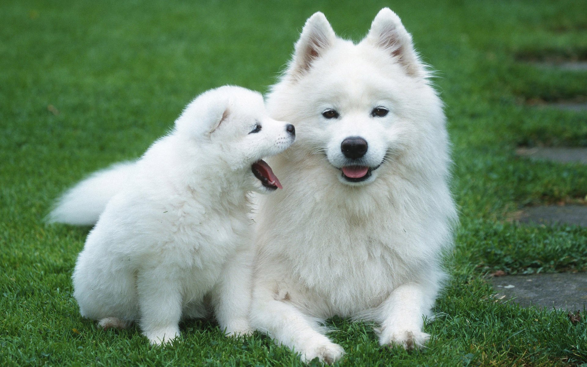 chien chiot mère herbe pelouse blanc moelleux