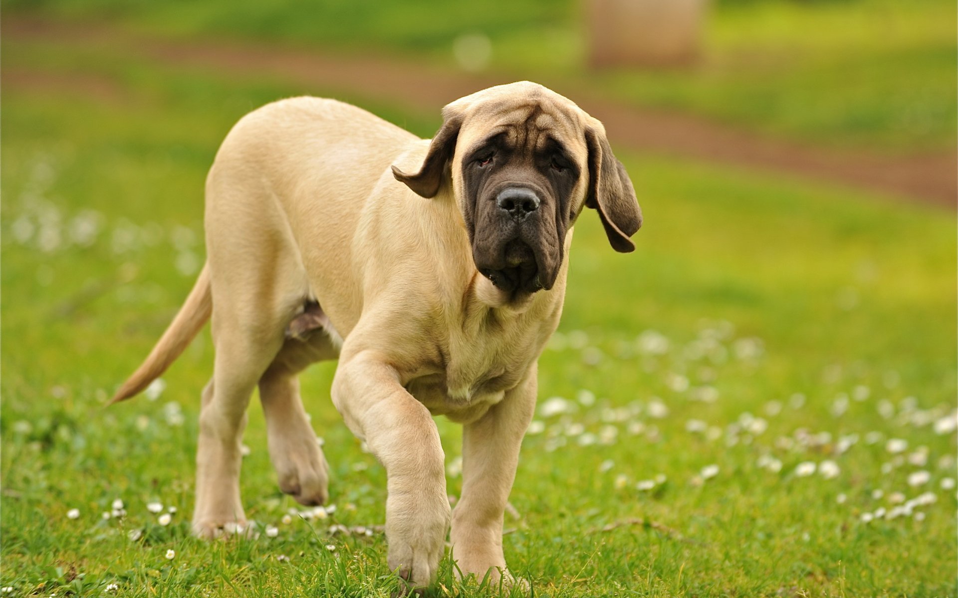 perro campo paseo