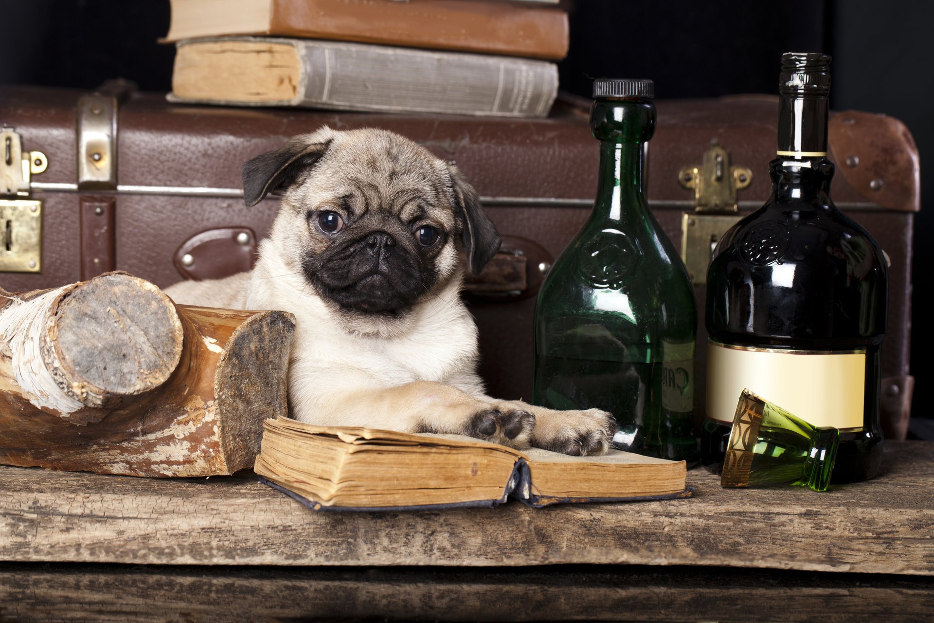 cane pug bottiglie libri valigia