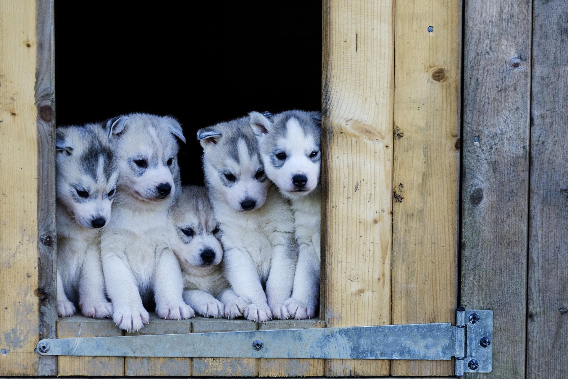 chiots husky chiens