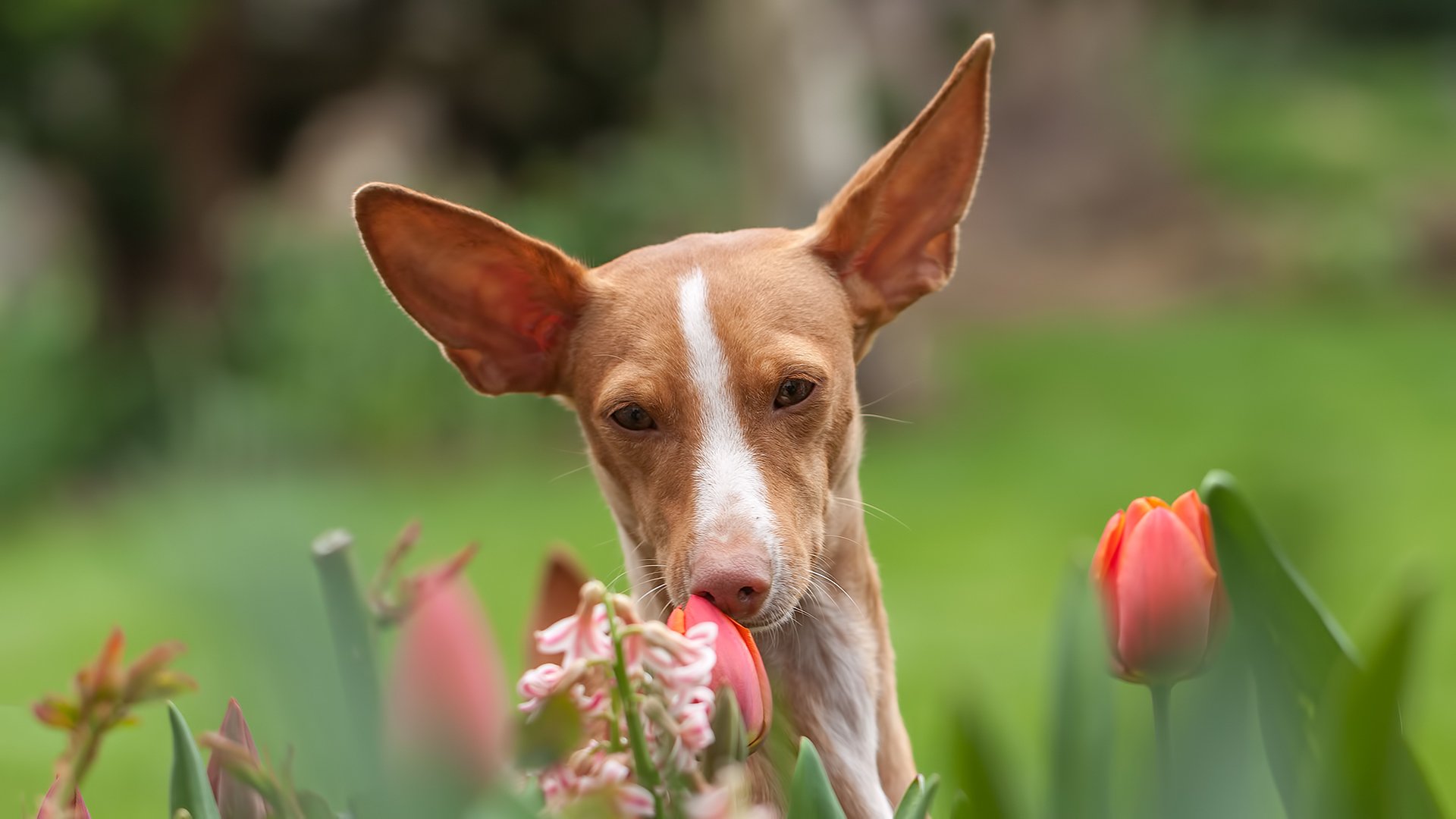 dog view other flower