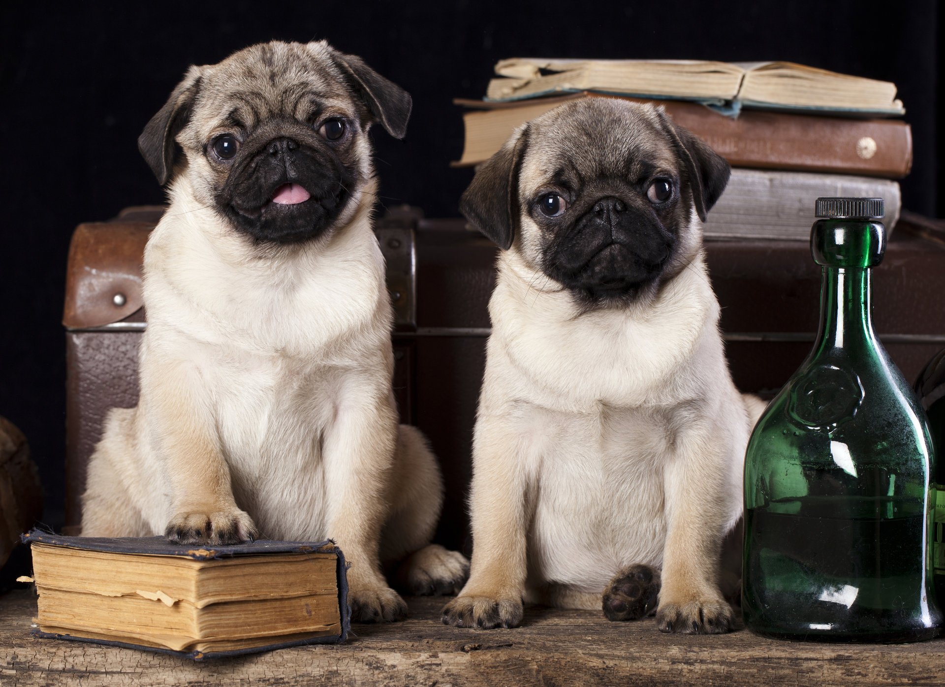 hunde möpse flaschen bücher koffer