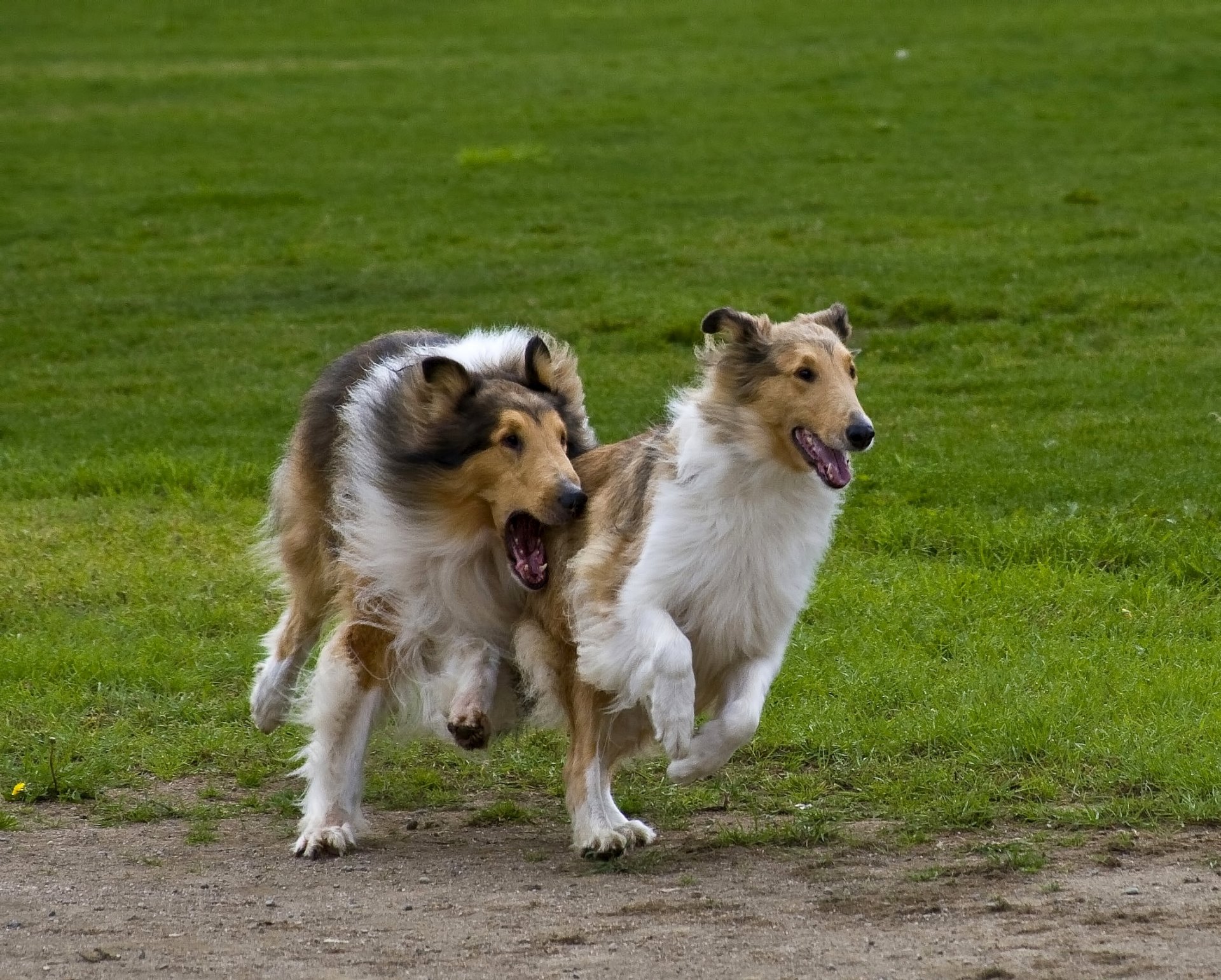 collie schottische schäferhunde laufen spielen