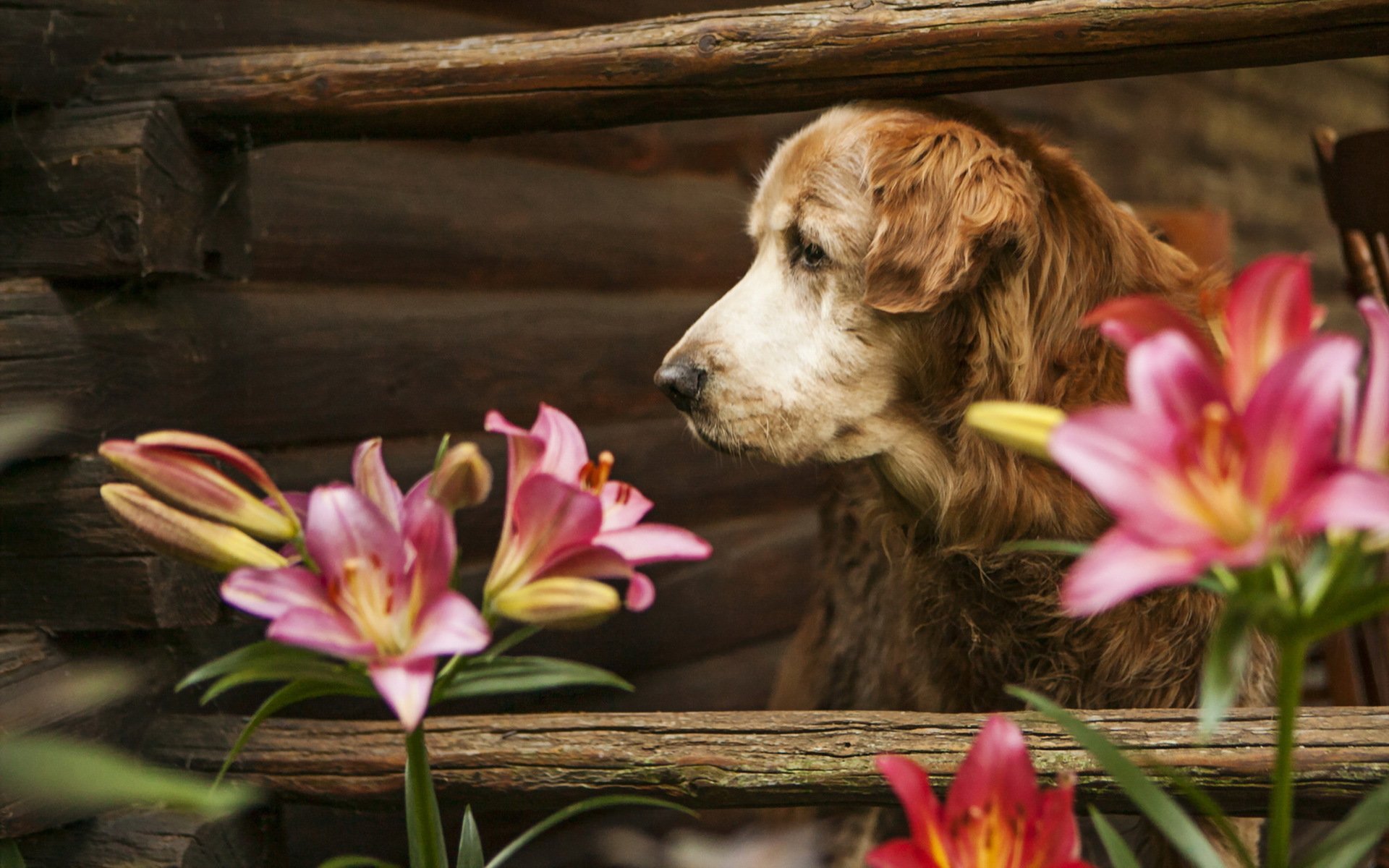 dog view other flower