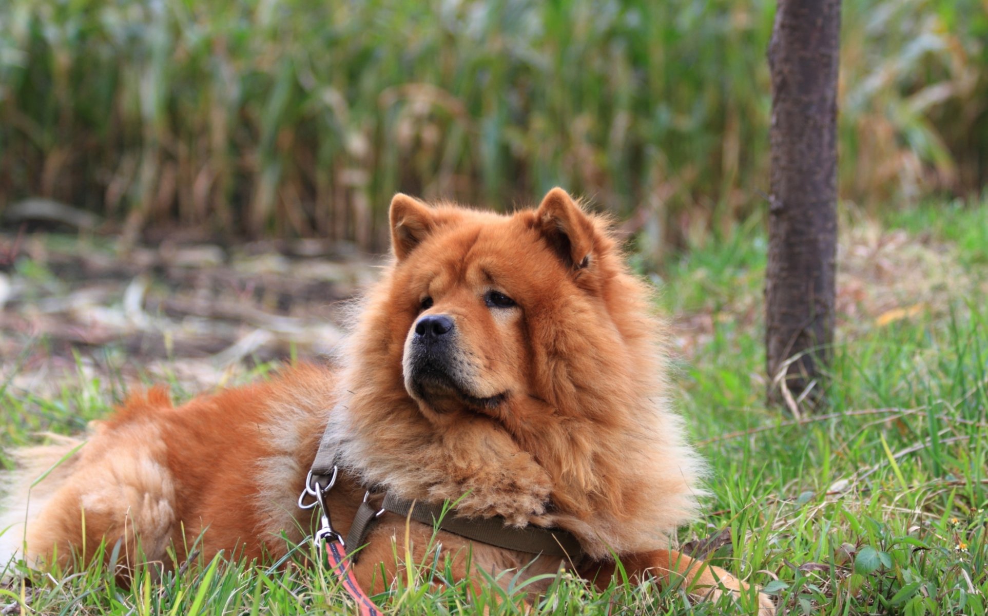 chien chow chow herbe