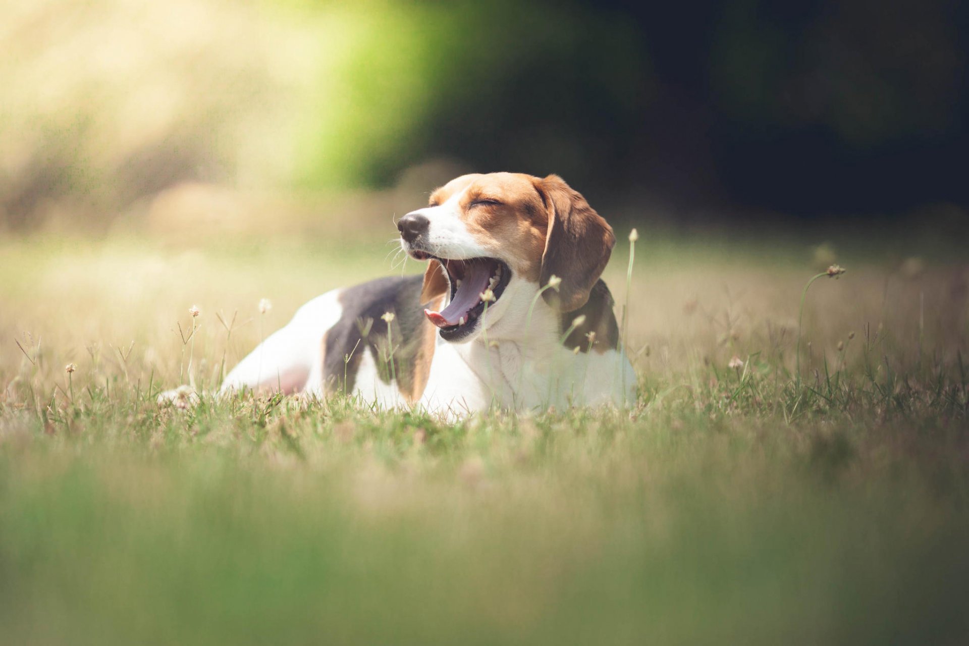 sommer feld sonne hund