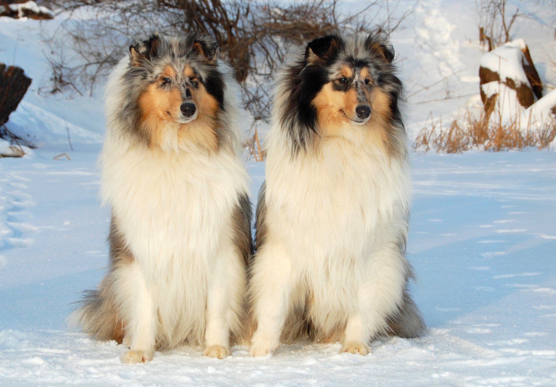 hund collie schnee