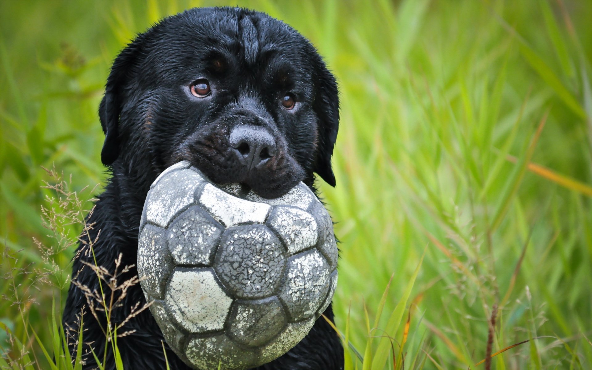 perro amigo pelota