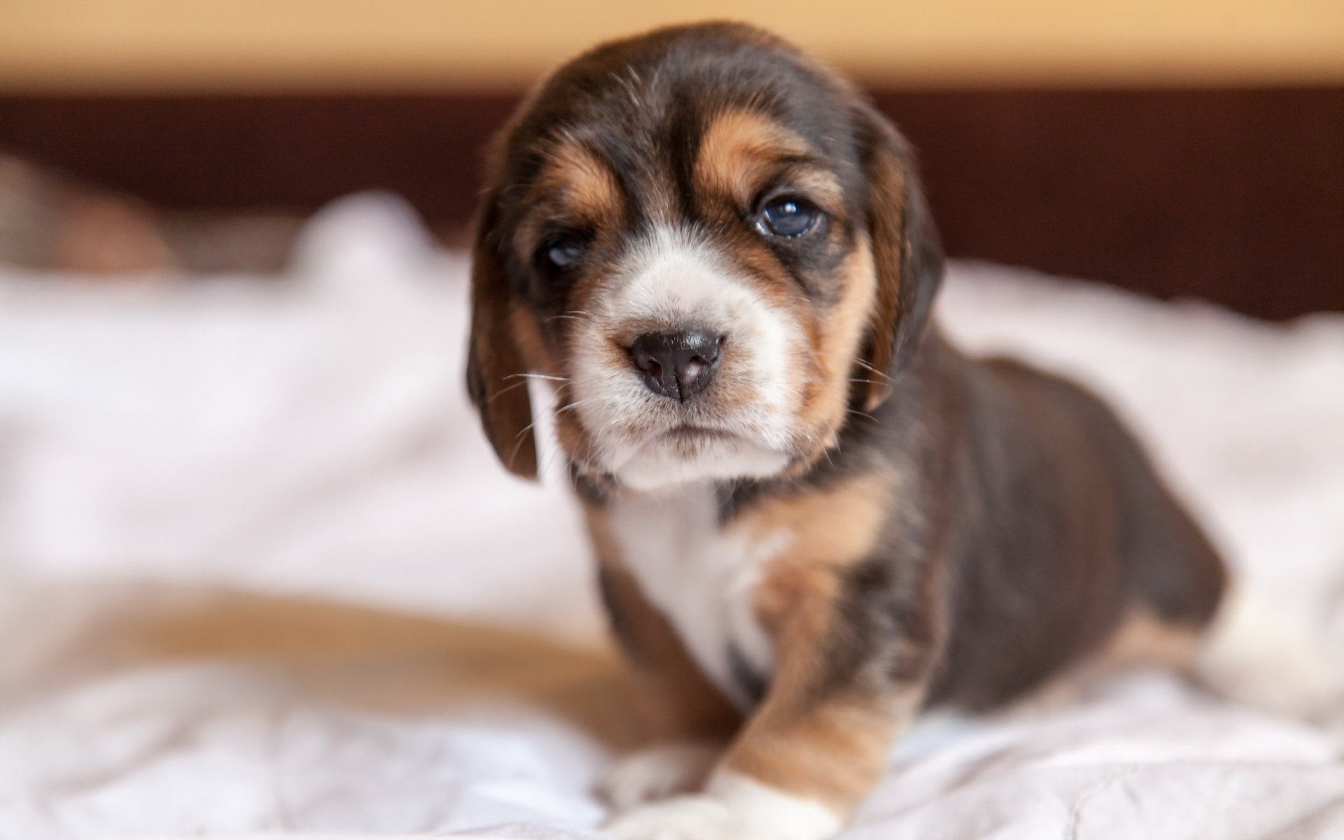 cane sguardo amico cucciolo beagle