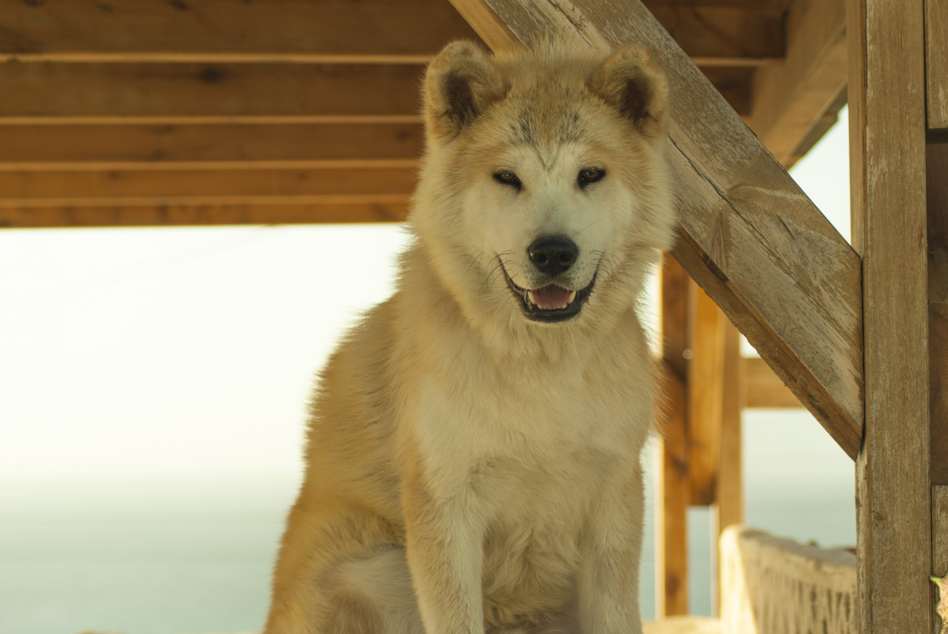 hund lächeln santorini freund samojede