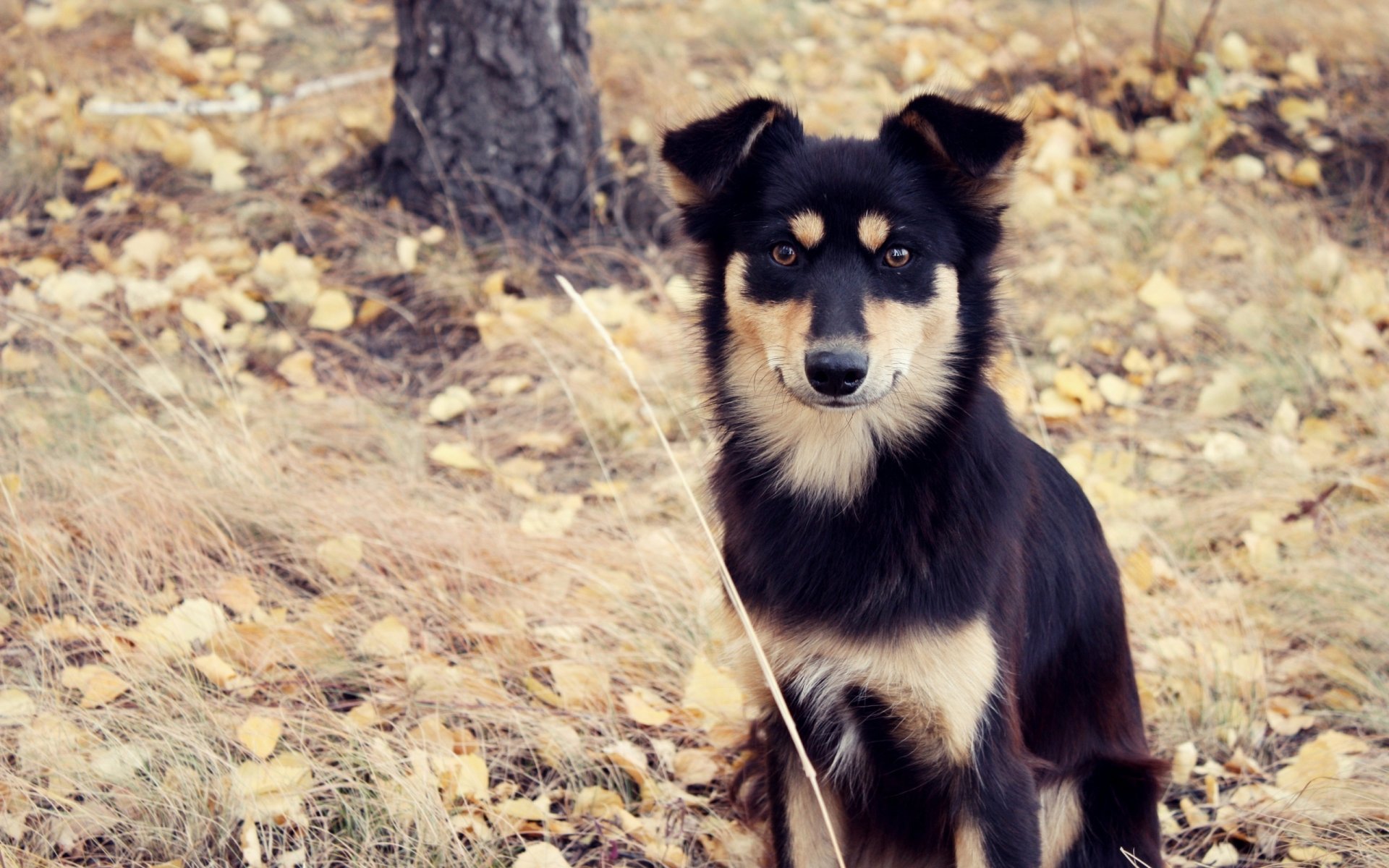 dog dog dog mutt look autumn leaves tree gra