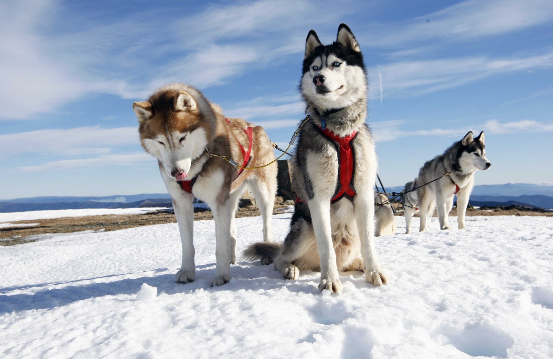 perros trineo nieve cielo