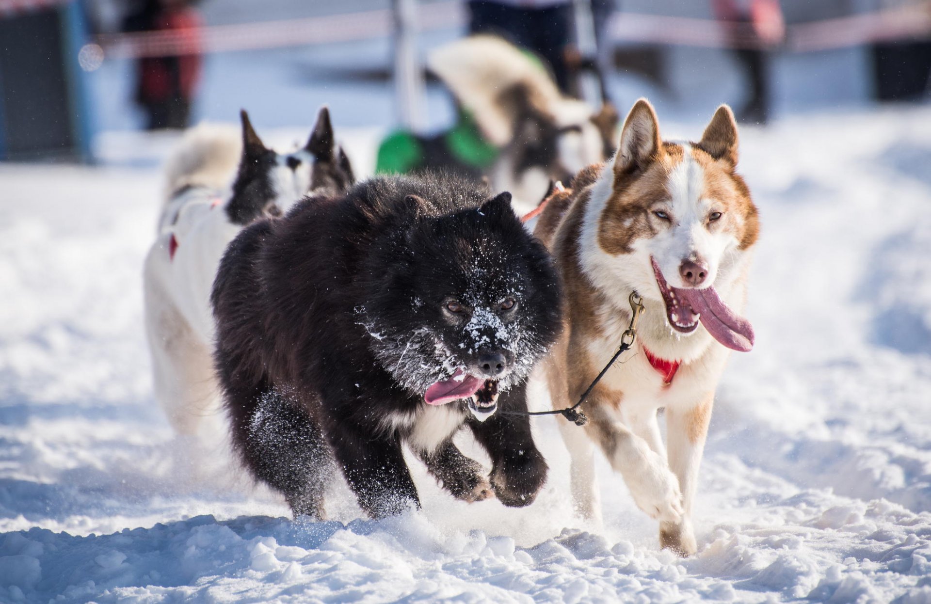 husky hunde winter schnee schlitten