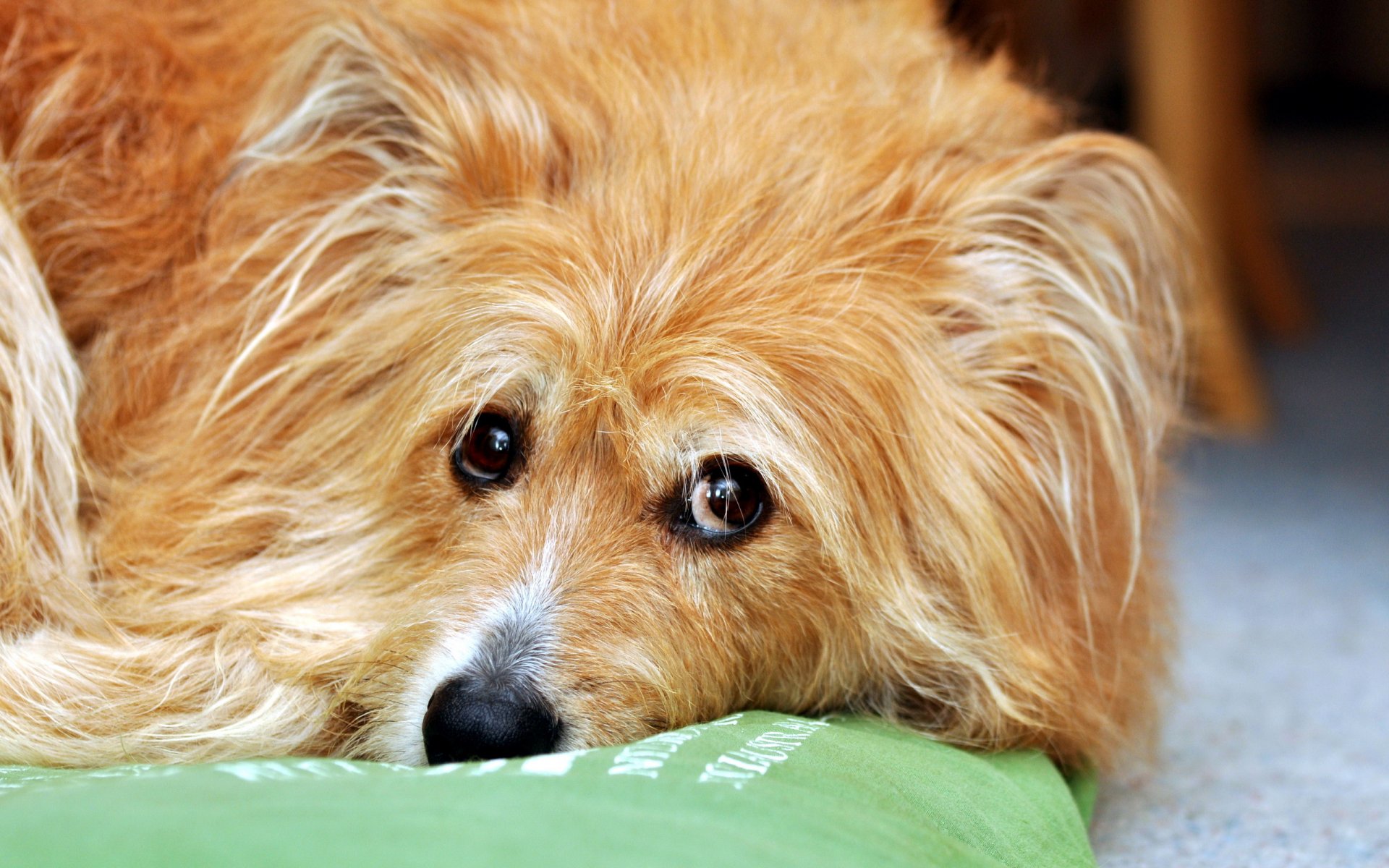 hund blick haus freund