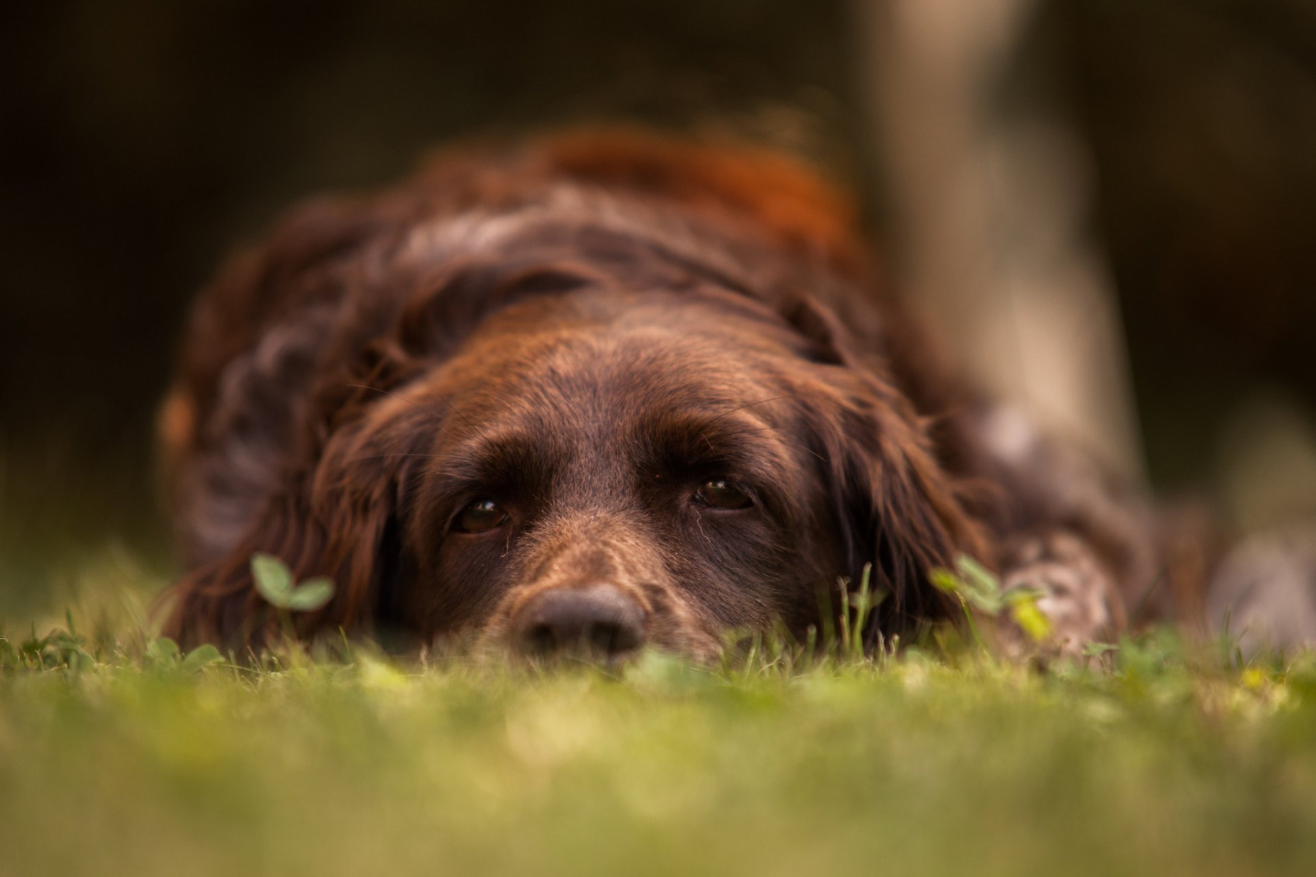 cane tristezza sguardo amico