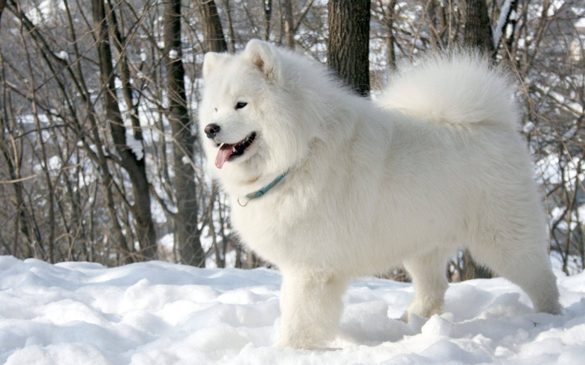 perro samoyedo samoyedo perro lengua blanco nieve árboles fondo