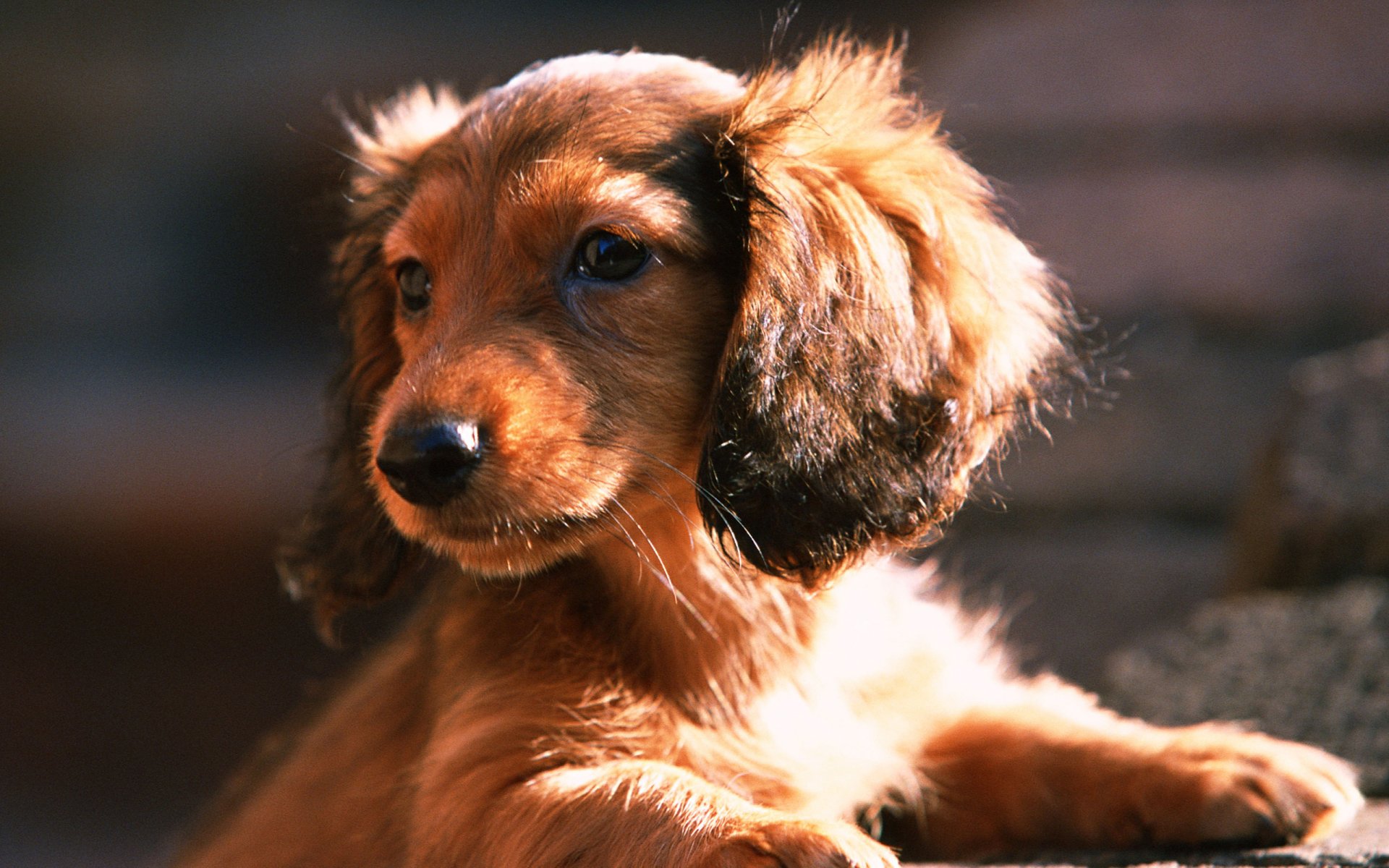 dachshund dog dog puppy muzzle ears sun look