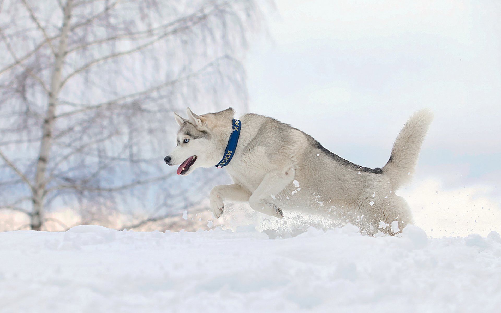 chien courir neige