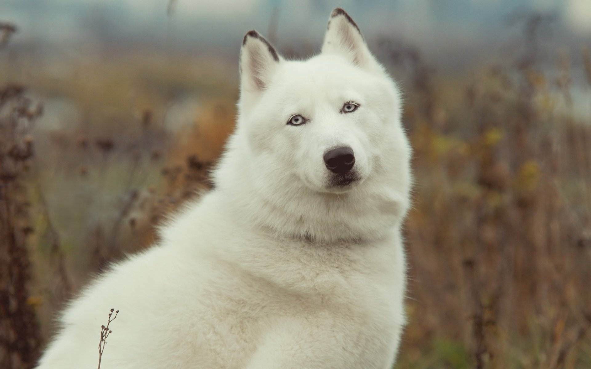 perro husky belleza