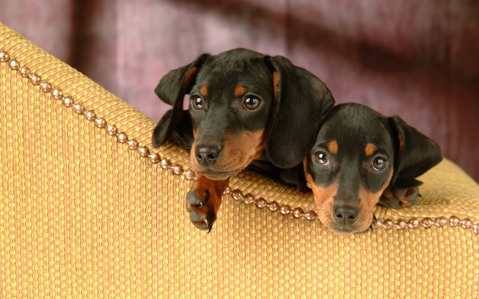 dachshund cachorros dos interés