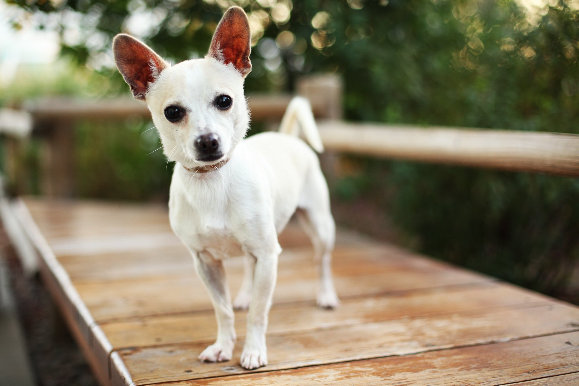 chien chien oreilles museau nez regard flou bokeh