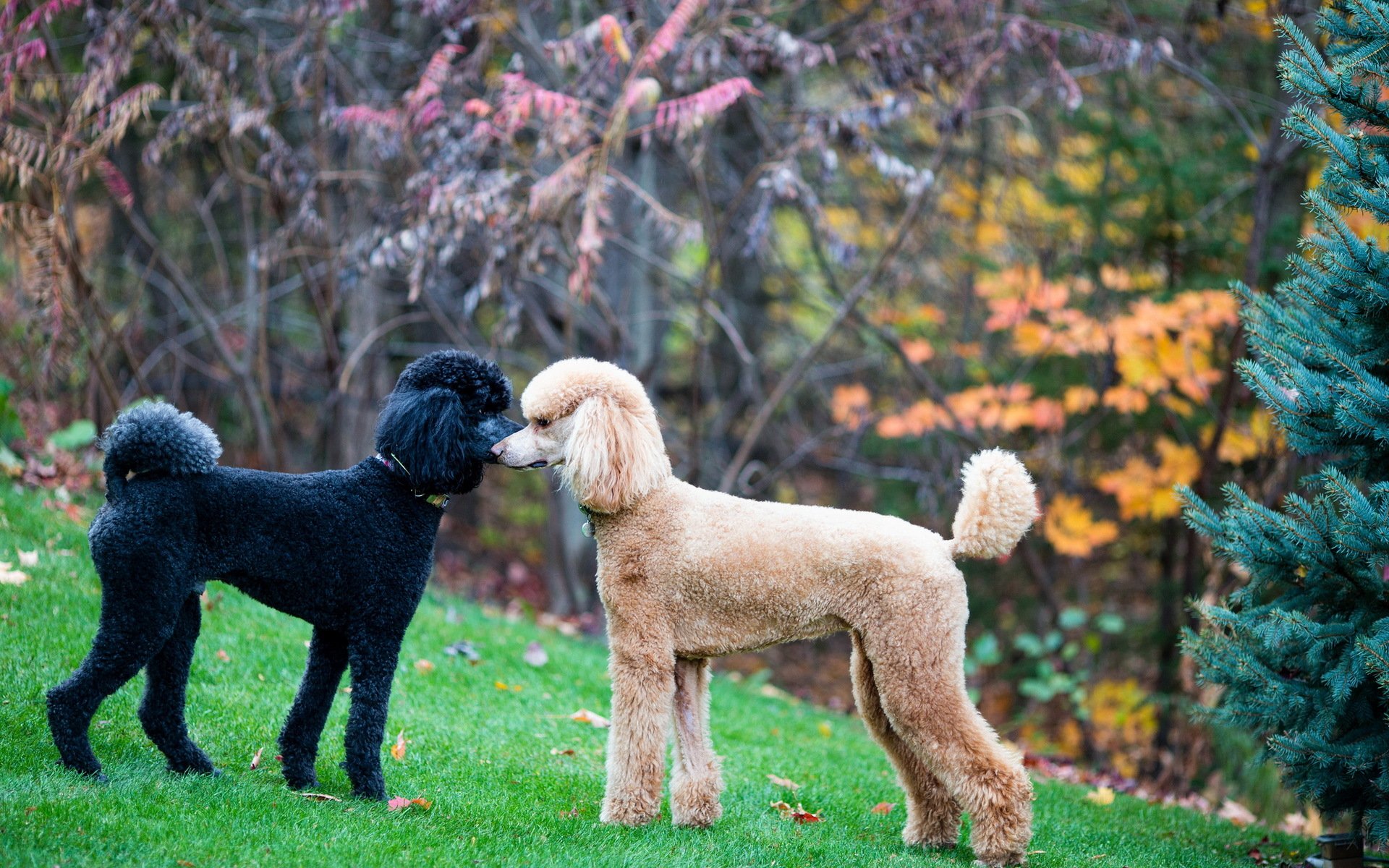 poodle face-off