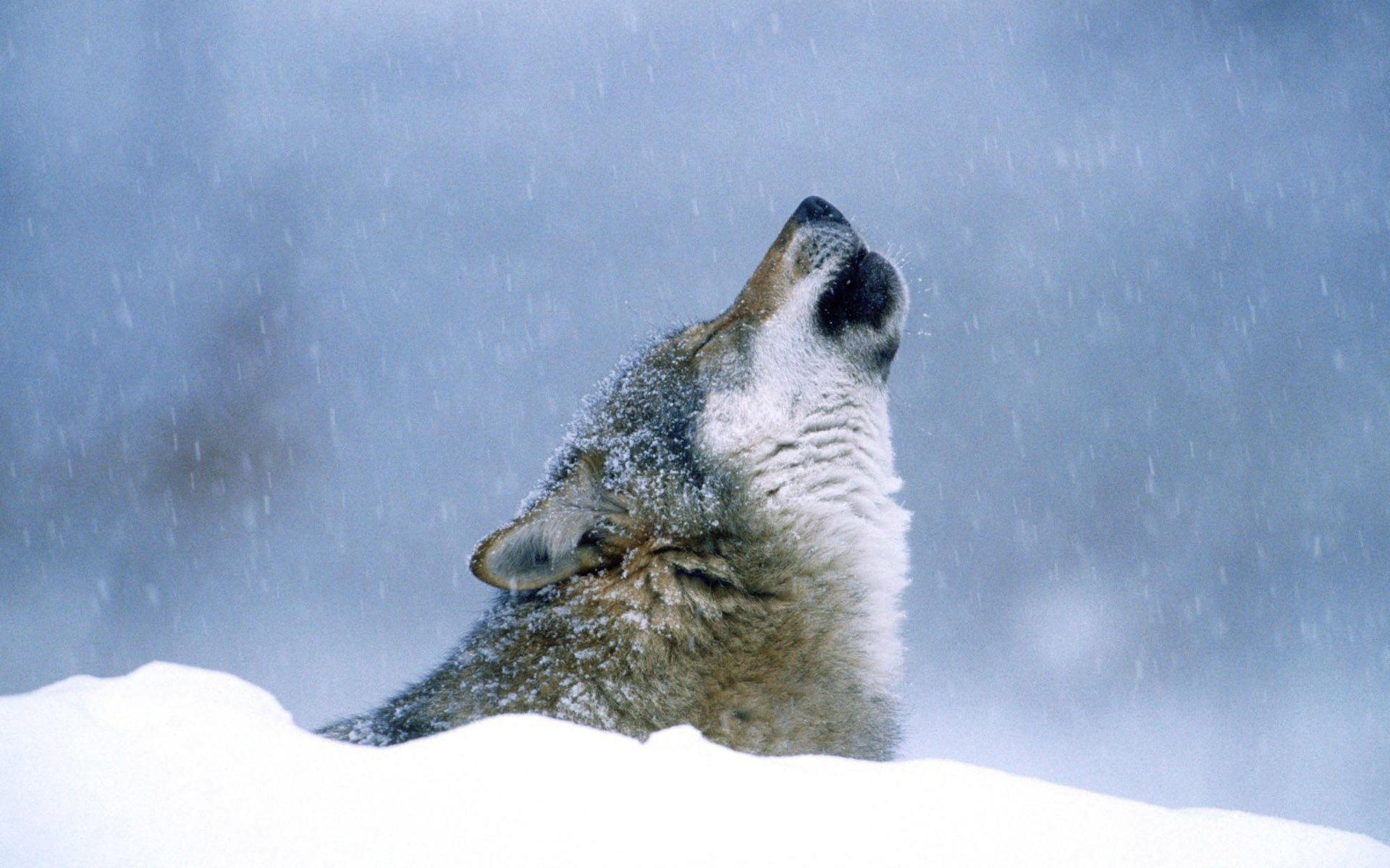 lobo aullidos nieve invierno