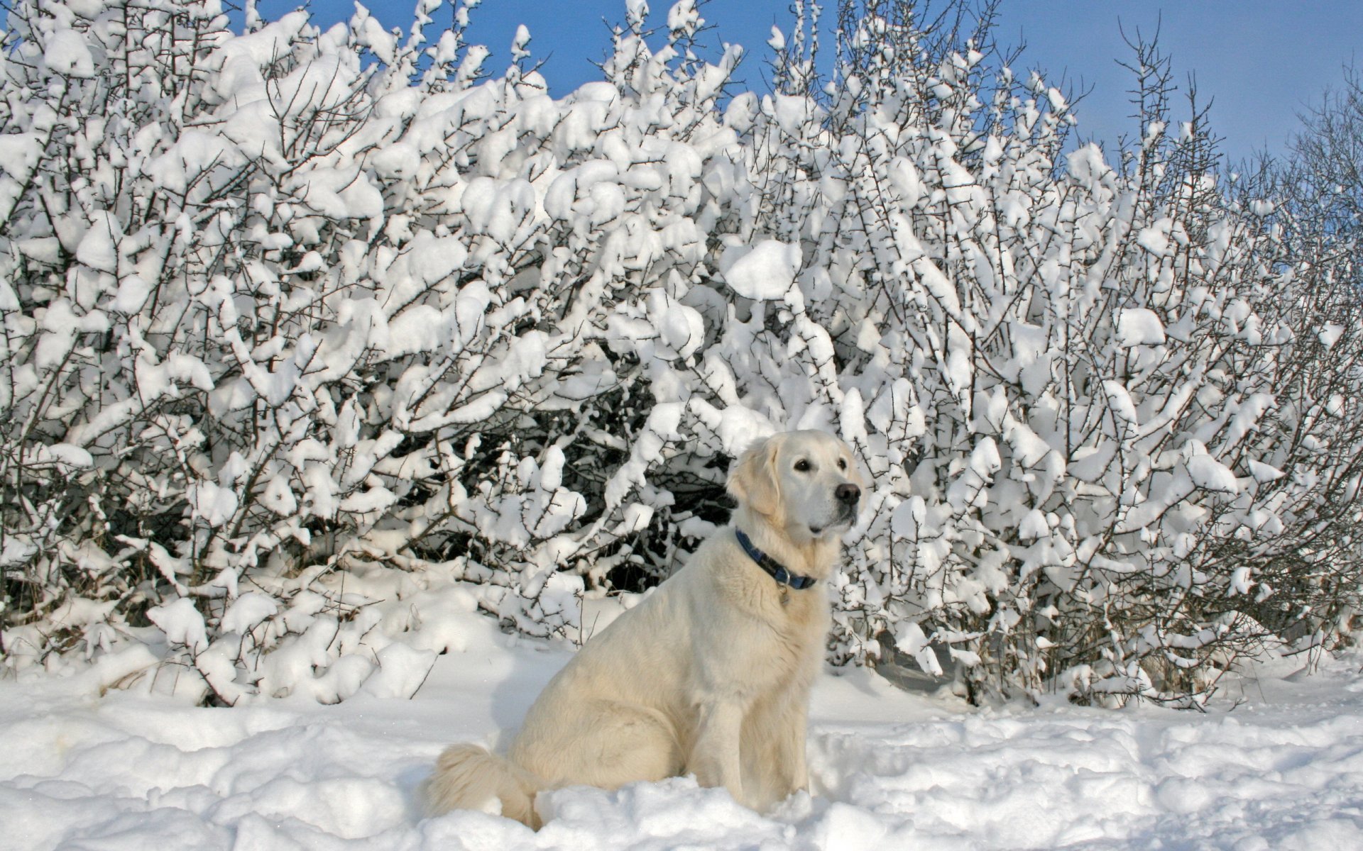 dog winter snow