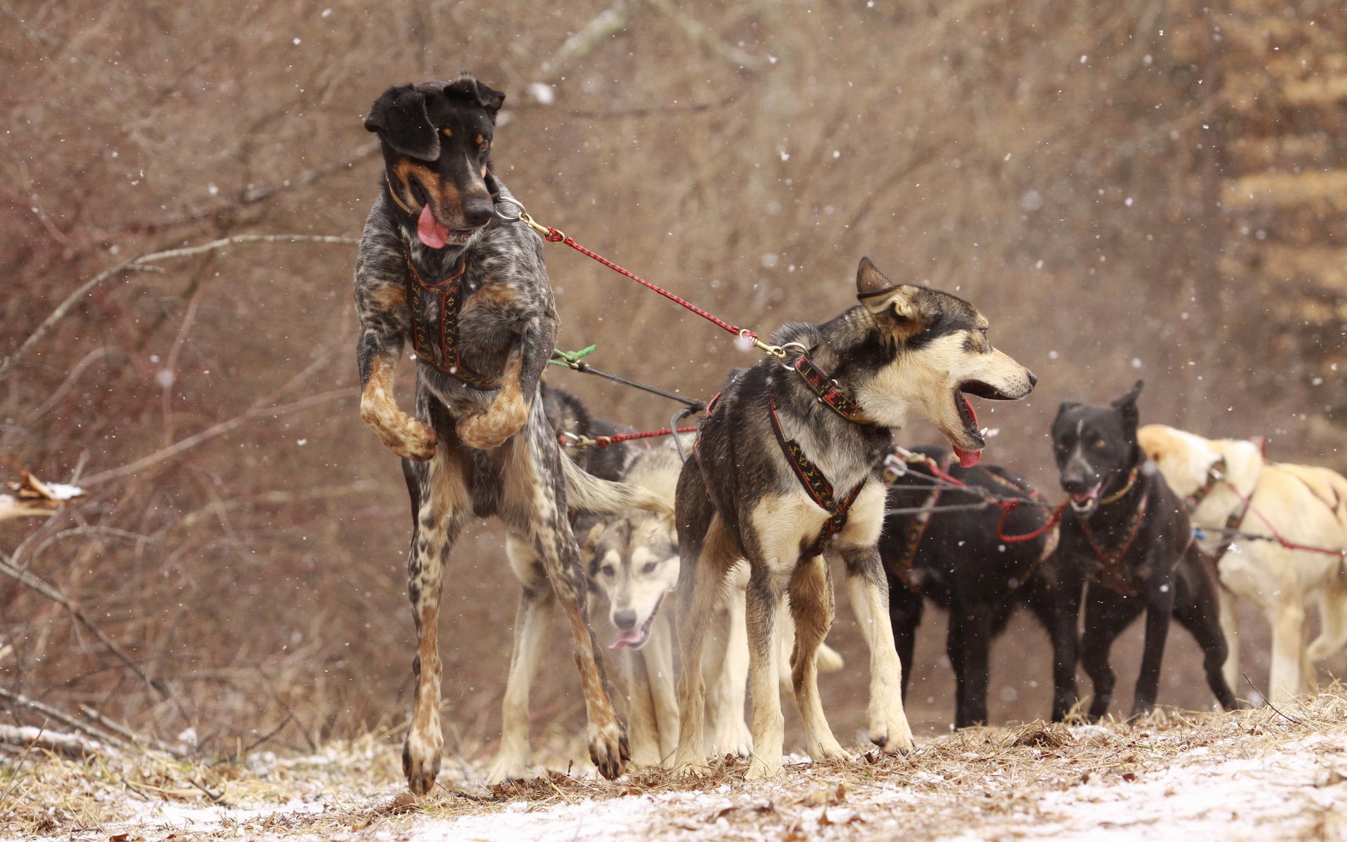 hunde geschirr arbeit