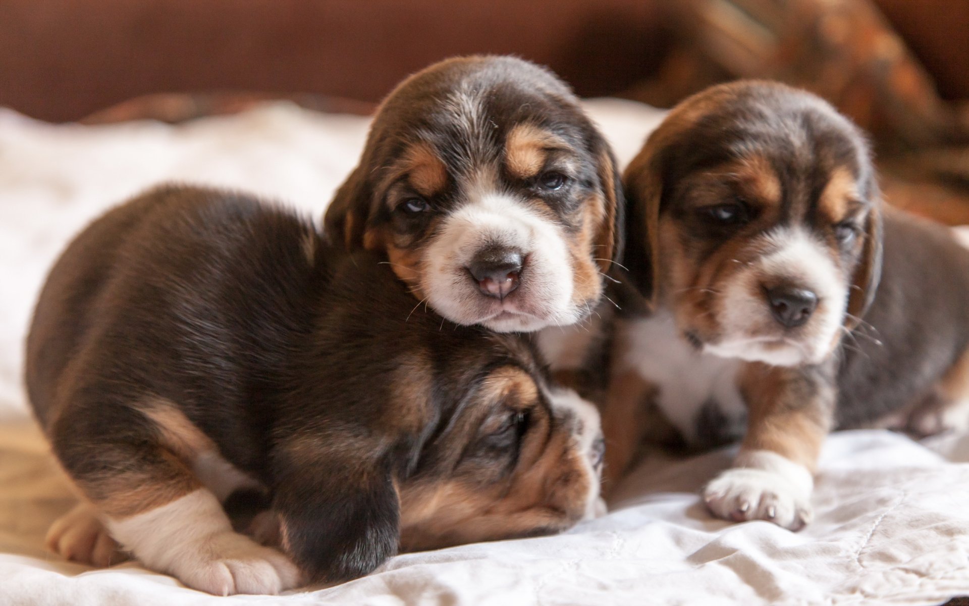 dogs puppies house comfort beagle