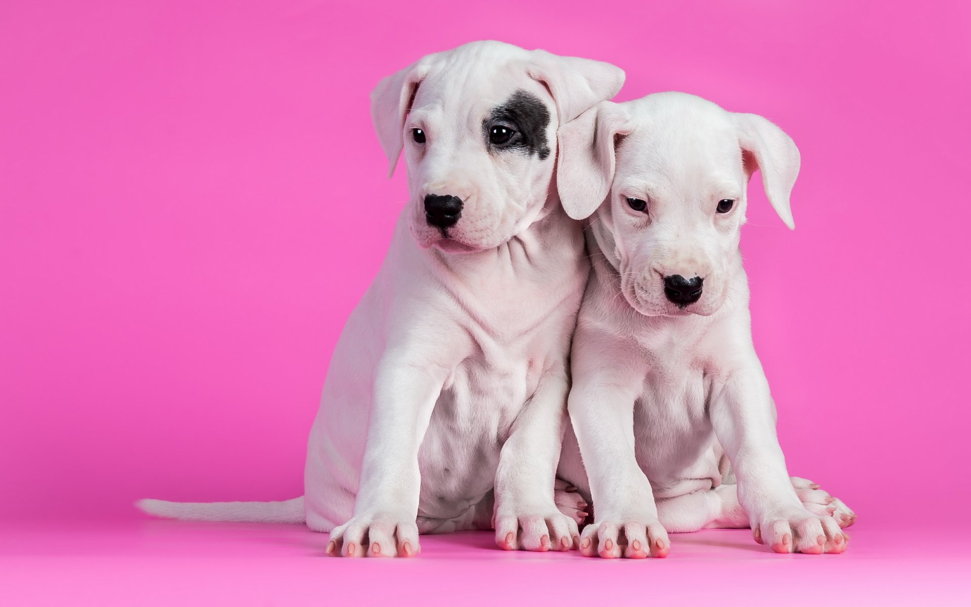 dogs puppies background