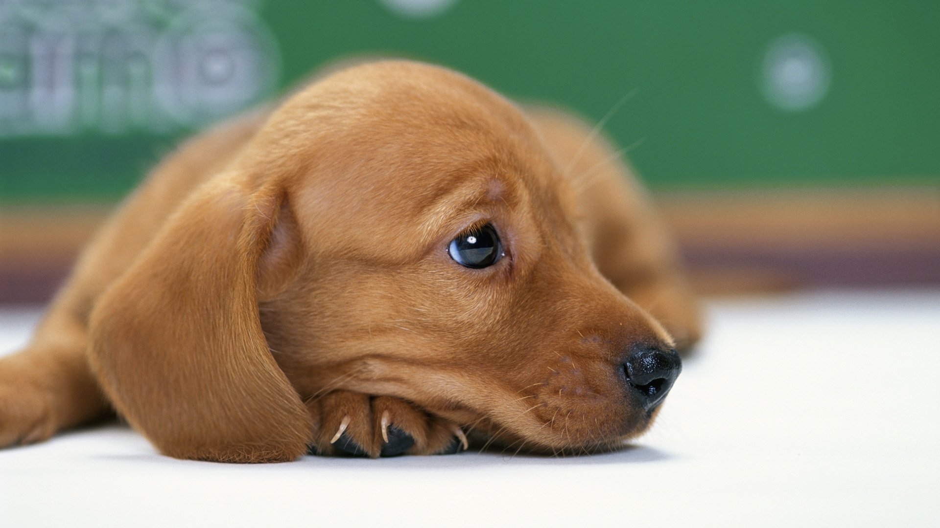 cane cucciolo bassotto cagnolino