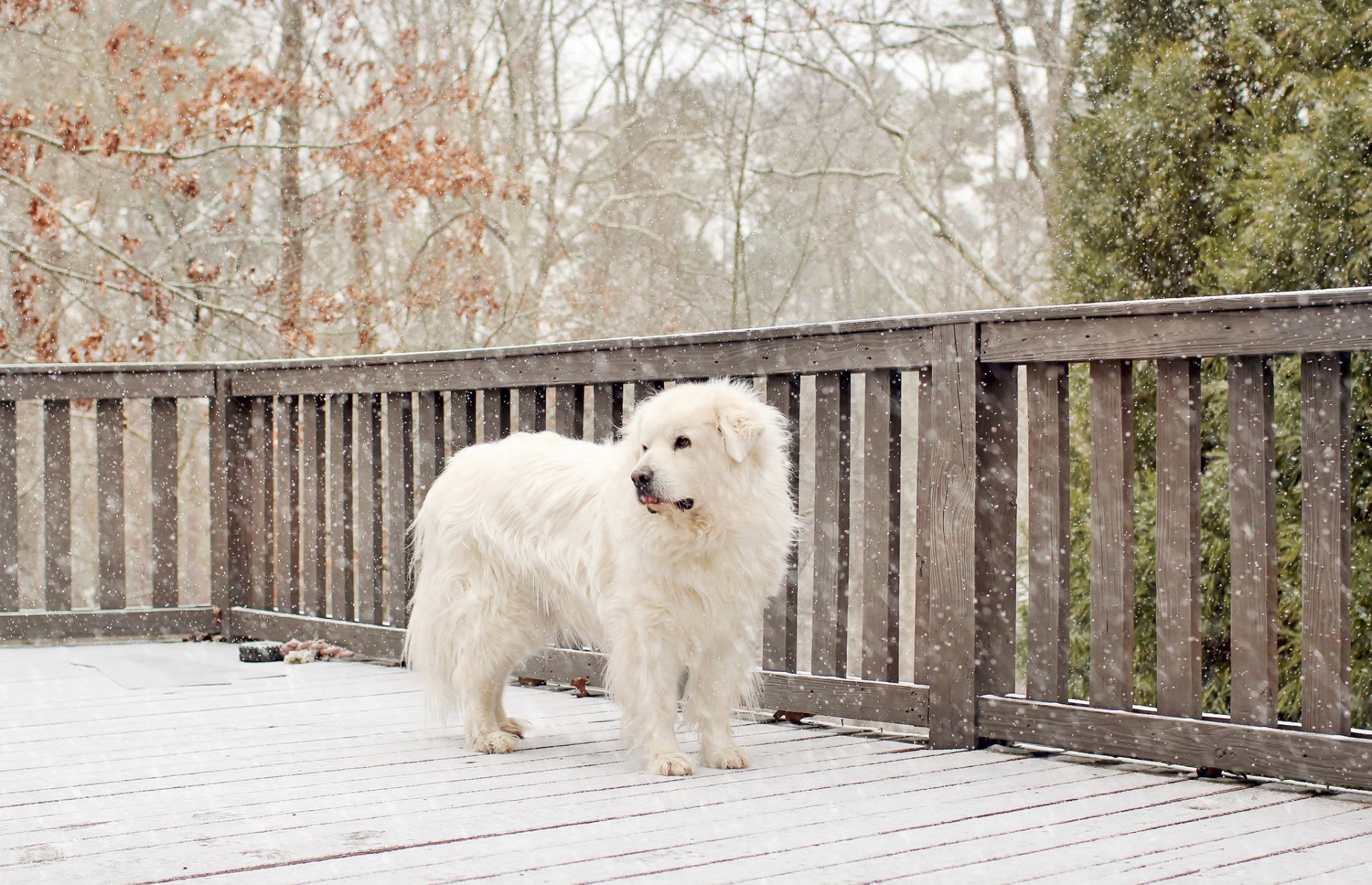 cane bianco neve inverno recinzione recinzione alberi cortile