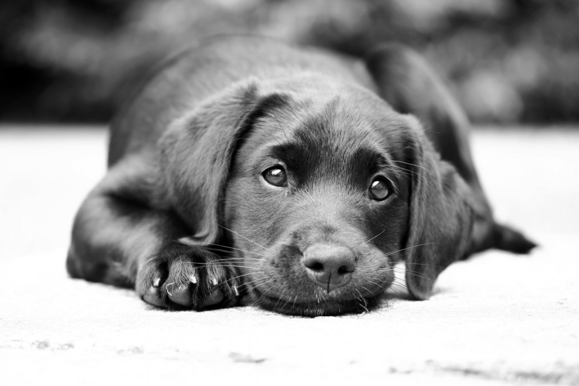 labrador bb mirada perro