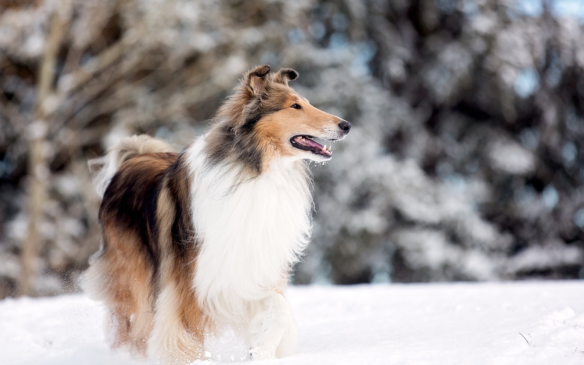 chien parc du lac collie neige