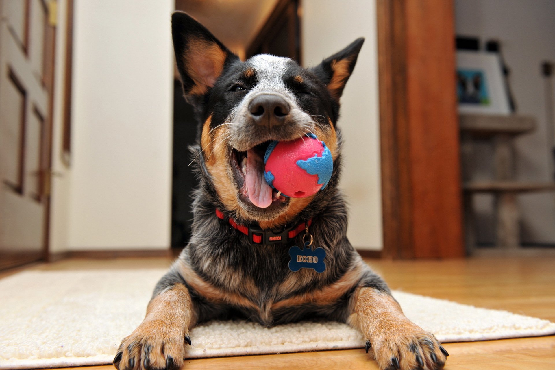 perro pastor australiano feliz cachorro