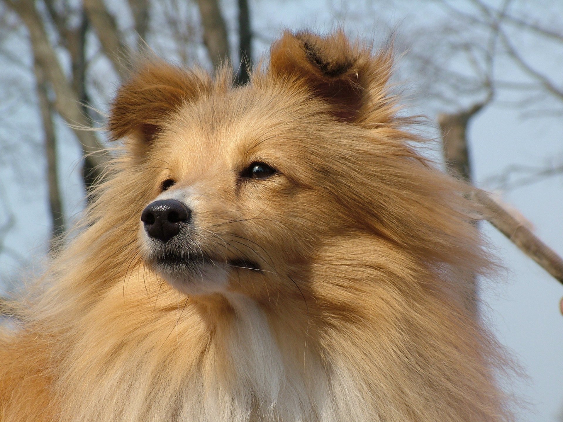 heltie scottish shepherd face