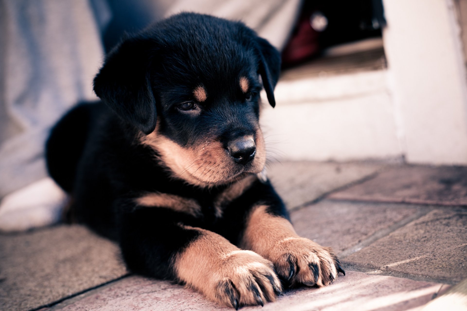 puppy claws face ear